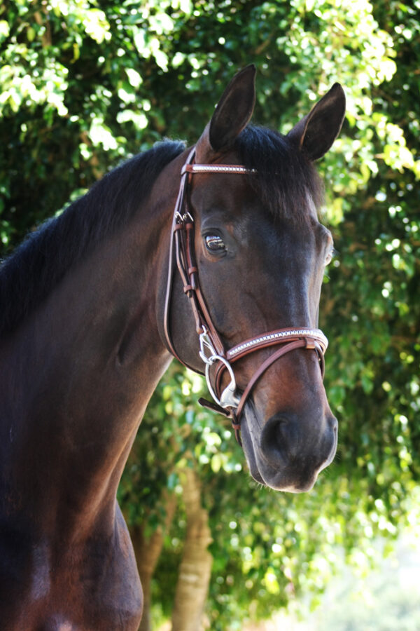Cabeçada com Focinheira Metal-  Marrom - TACK PRO