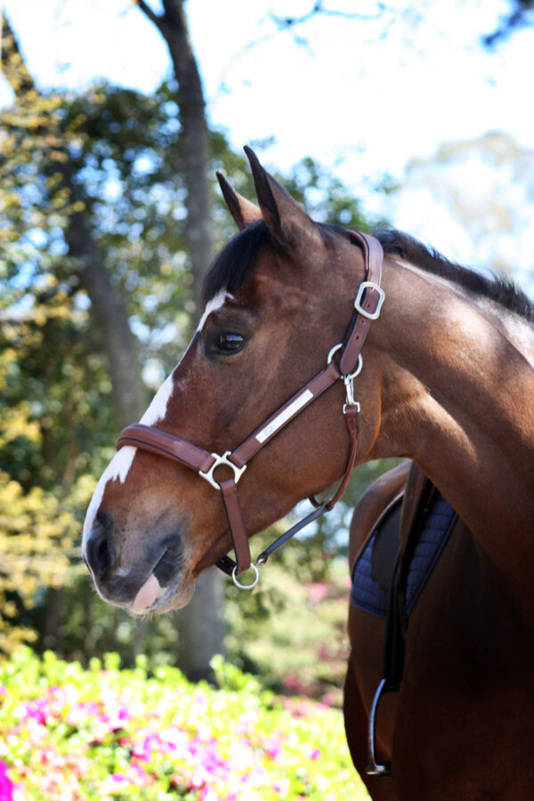 Cabresto de Couro – TACK PRO